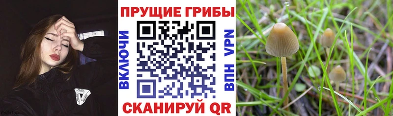Псилоцибиновые грибы мицелий Циолковский